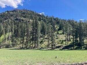 25.8 Acres of Land for Sale in Kettle Falls, Washington