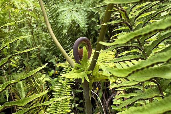 0.36 Acres of Land for Sale in Pahoa, Hawaii
