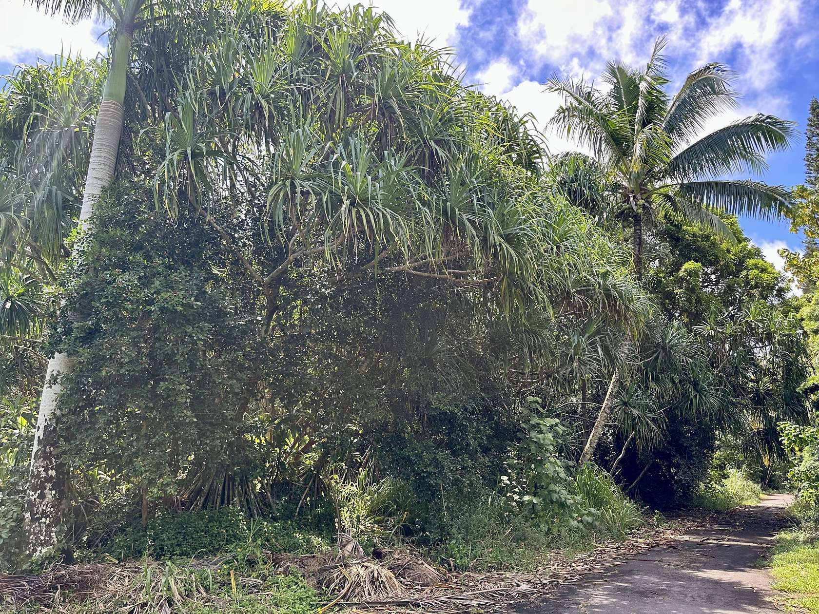 3 Acres of Residential Land for Sale in Pahoa, Hawaii