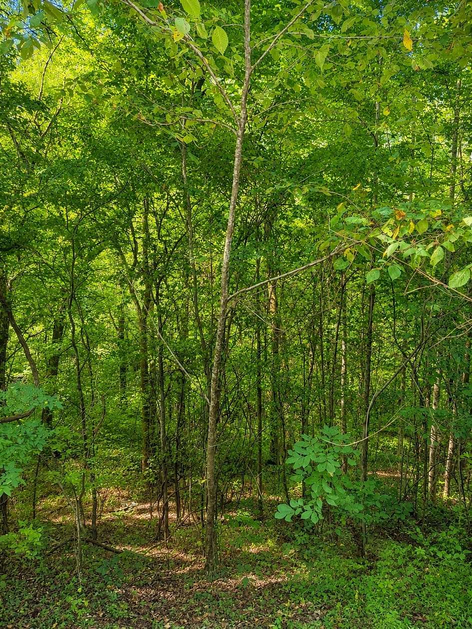 0.7 Acres of Residential Land for Auction in Smithville, Tennessee