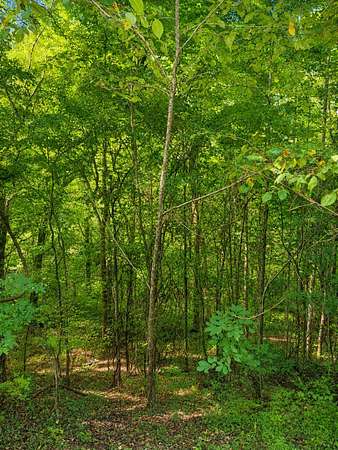 0.7 Acres of Residential Land for Auction in Smithville, Tennessee