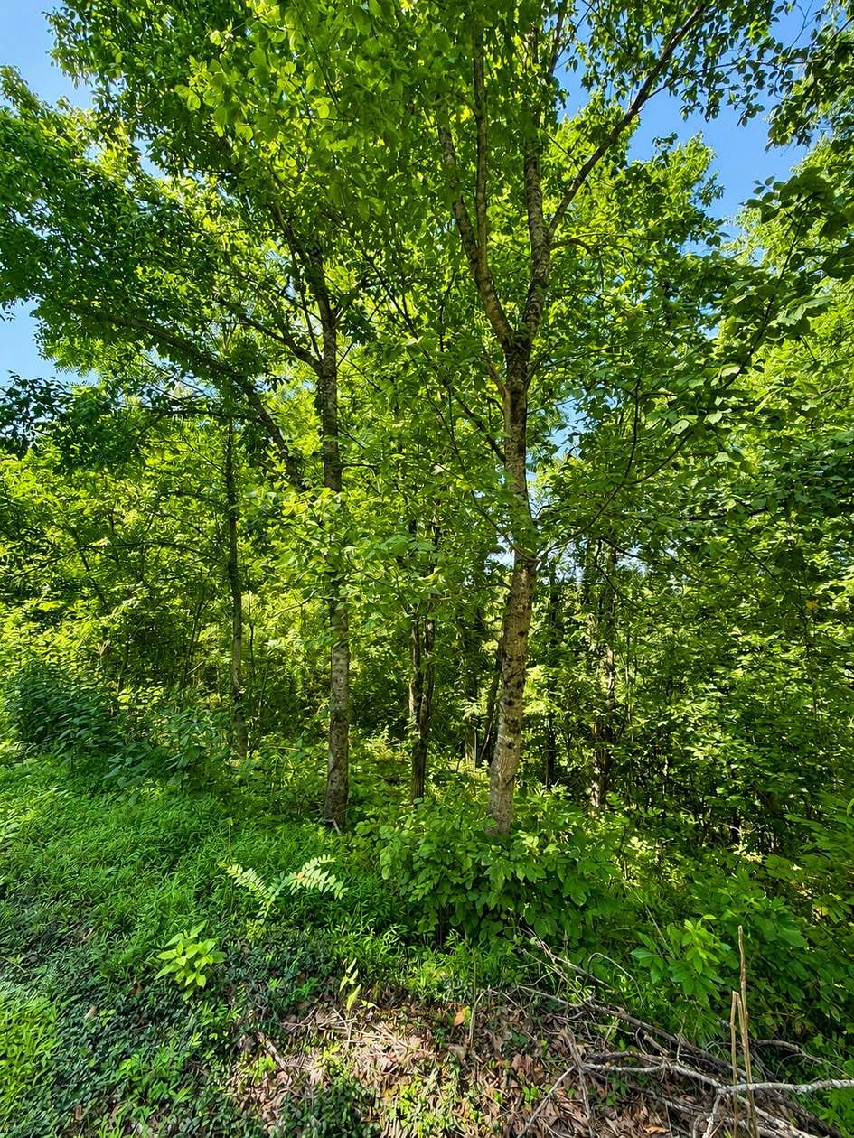2 Acres of Residential Land for Auction in Smithville, Tennessee