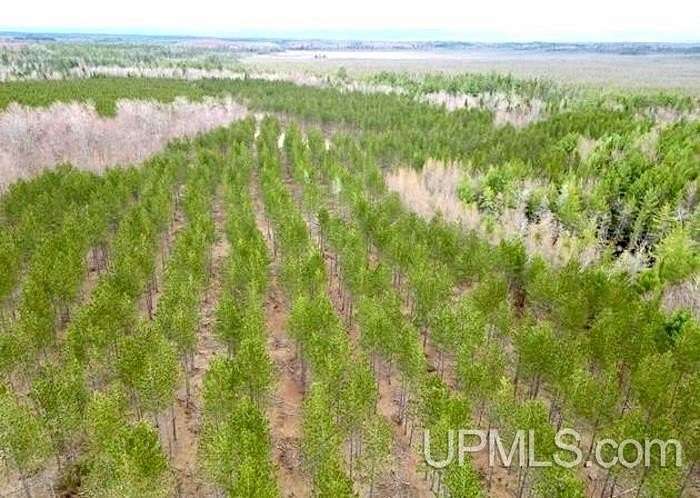 40 Acres of Land for Sale in Wetmore, Michigan