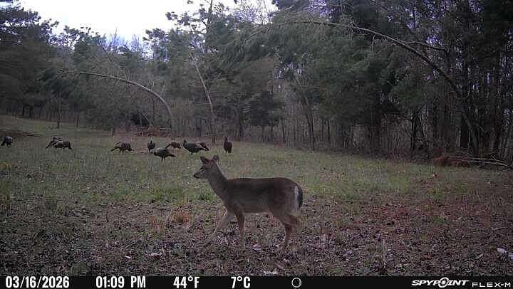 69.4 Acres of Recreational Land for Sale in Oxford, Mississippi