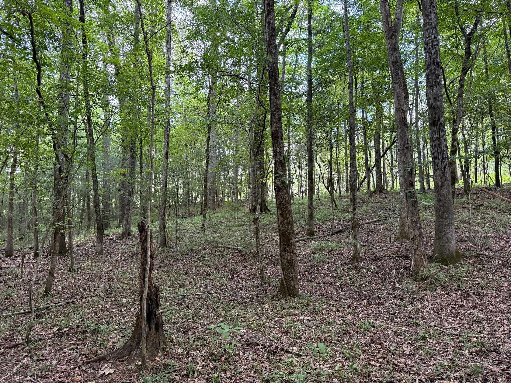 138 Acres of Recreational Land for Sale in Troy, Alabama