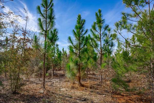 83 Acres of Land for Sale in Little Rock, South Carolina