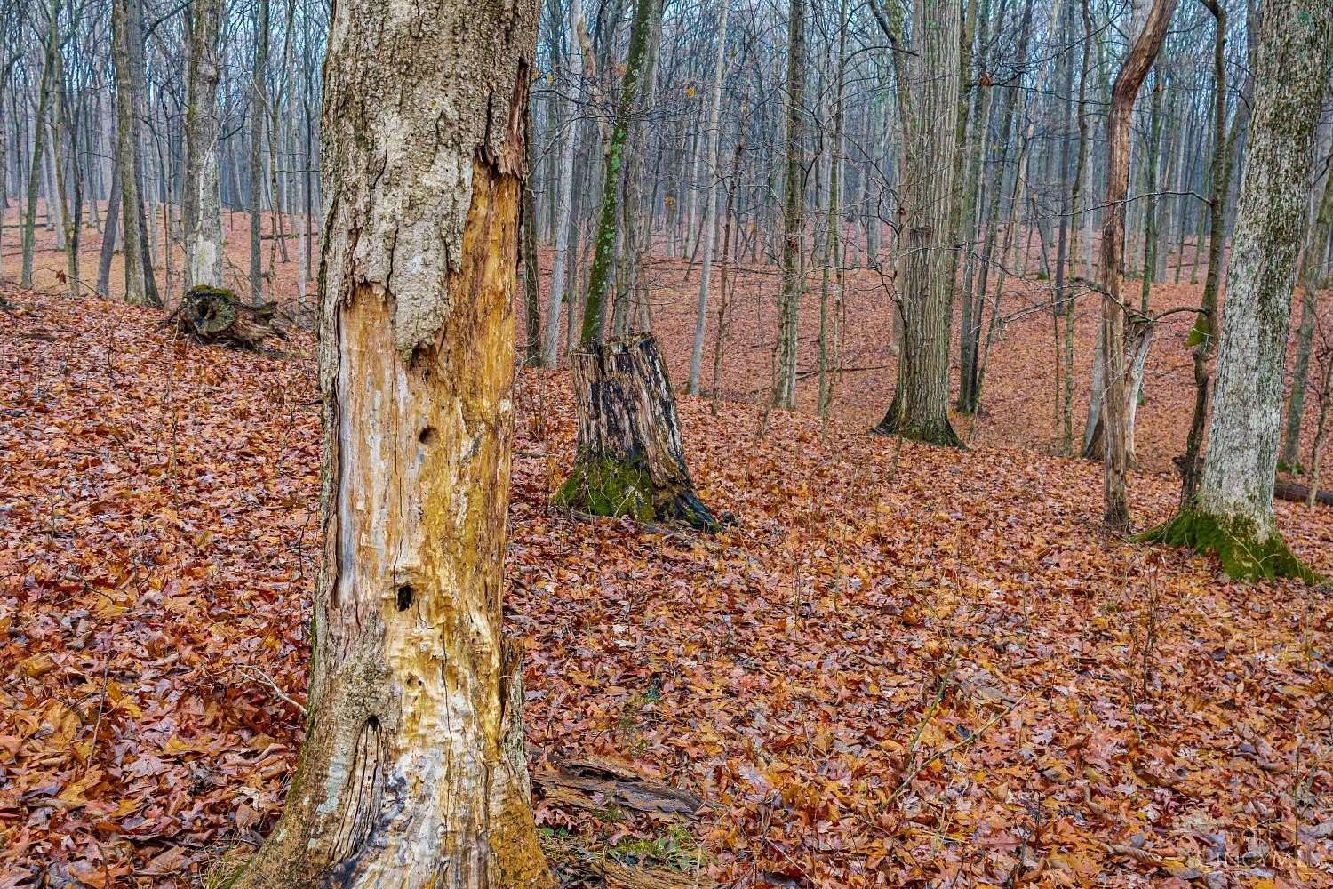 5 Acres of Residential Land for Sale in Seaman, Ohio