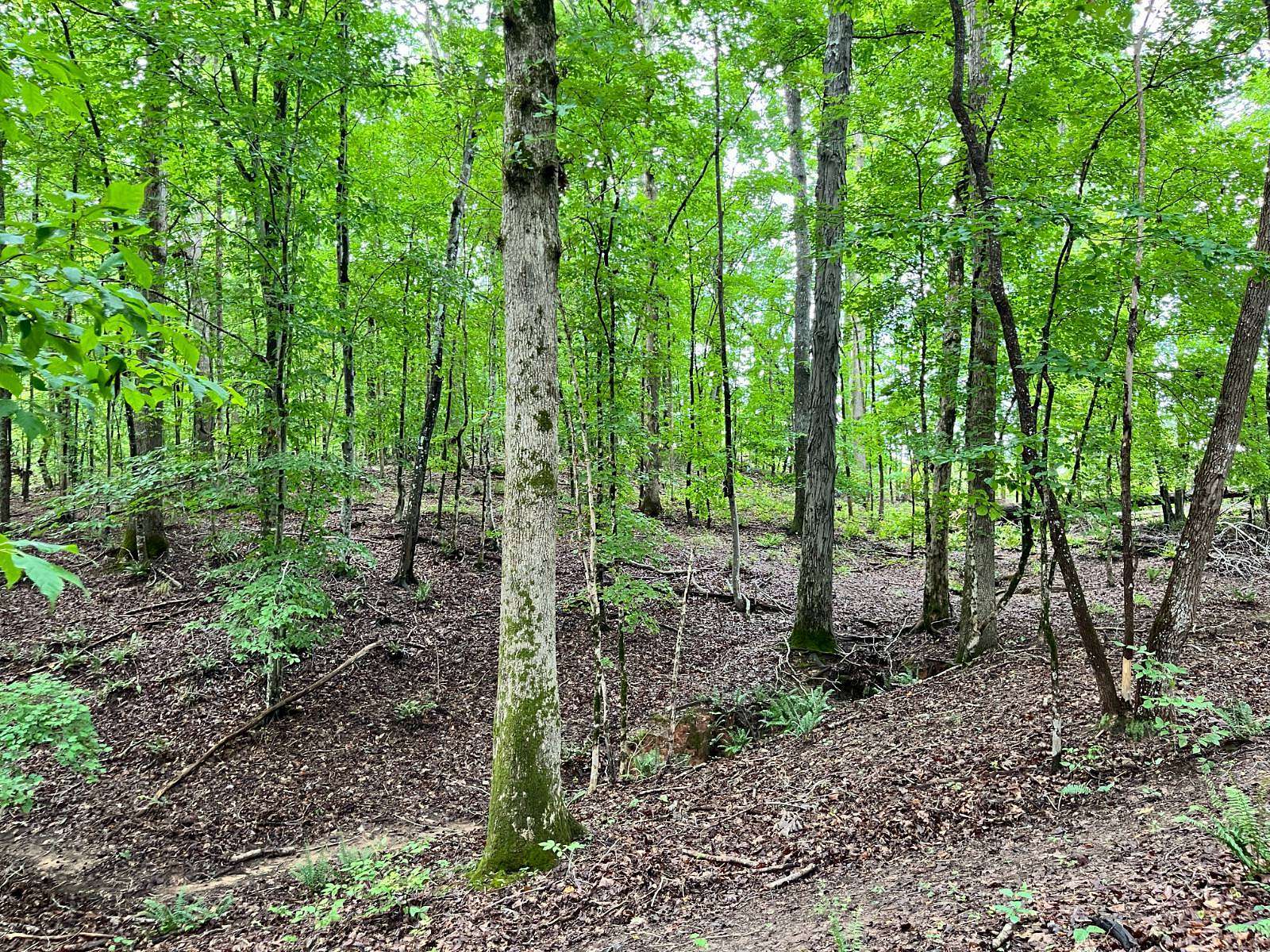 203 Acres of Land for Sale in Abbeville, South Carolina