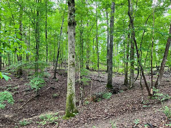 203 Acres of Land for Sale in Abbeville, South Carolina