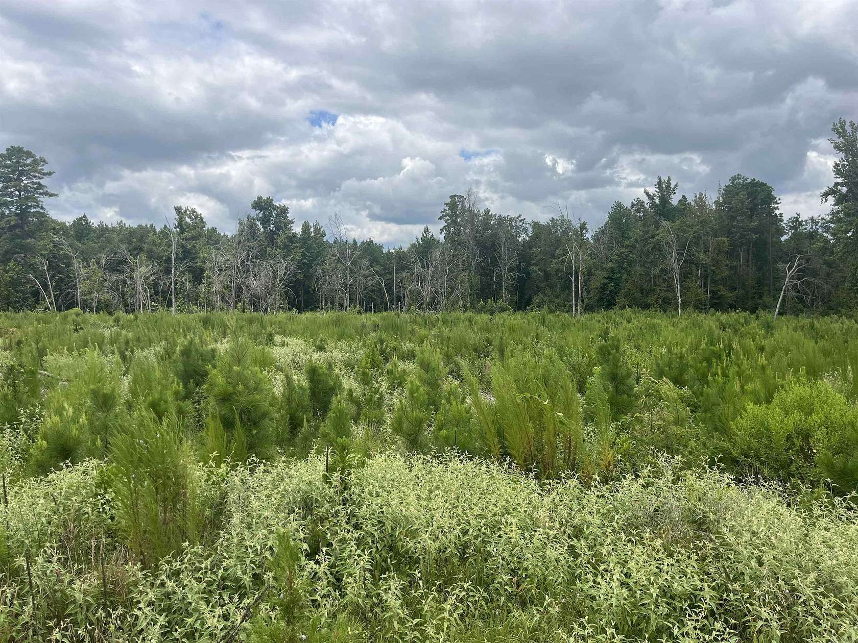 500 Acres of Recreational Land for Auction in Fountain Hill, Arkansas
