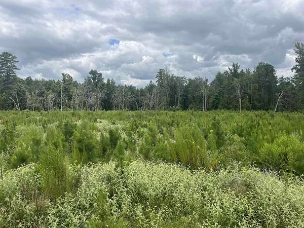 500 Acres of Recreational Land for Auction in Fountain Hill, Arkansas