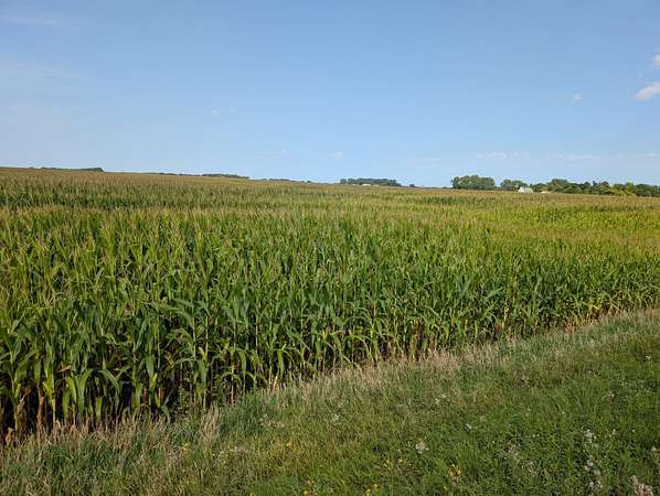 158 Acres of Agricultural Land for Auction in Chokio, Minnesota