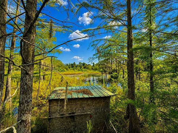 75.9 Acres of Recreational Land for Sale in Grand Ridge, Florida
