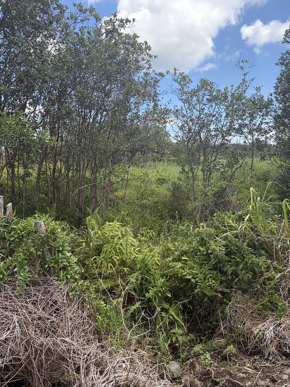 3 Acres of Land for Sale in Kurtistown, Hawaii