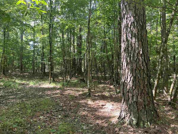 20 Acres of Recreational Land for Auction in Fountain Hill, Arkansas