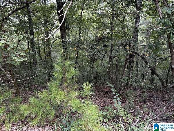 63 Acres of Recreational Land for Sale in Brookwood, Alabama