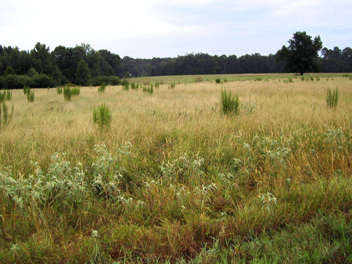 55 Acres of Land for Sale in Ashdown, Arkansas