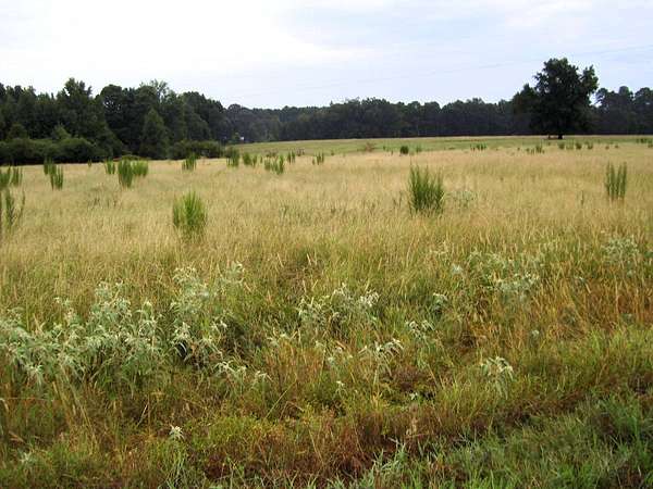 55 Acres of Land for Sale in Ashdown, Arkansas