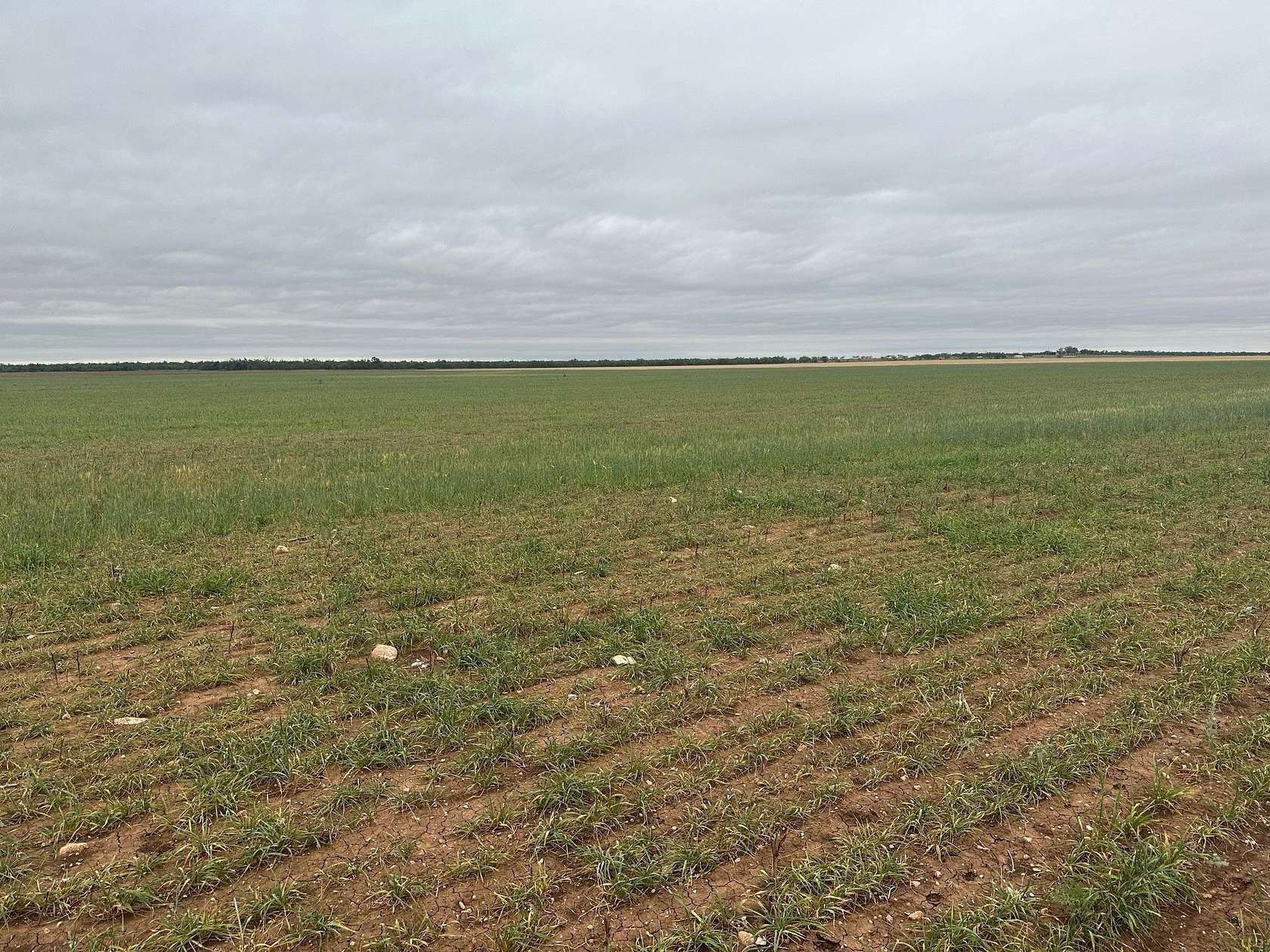 12.6 Acres of Recreational & Residential Land for Sale in Merkel, Texas