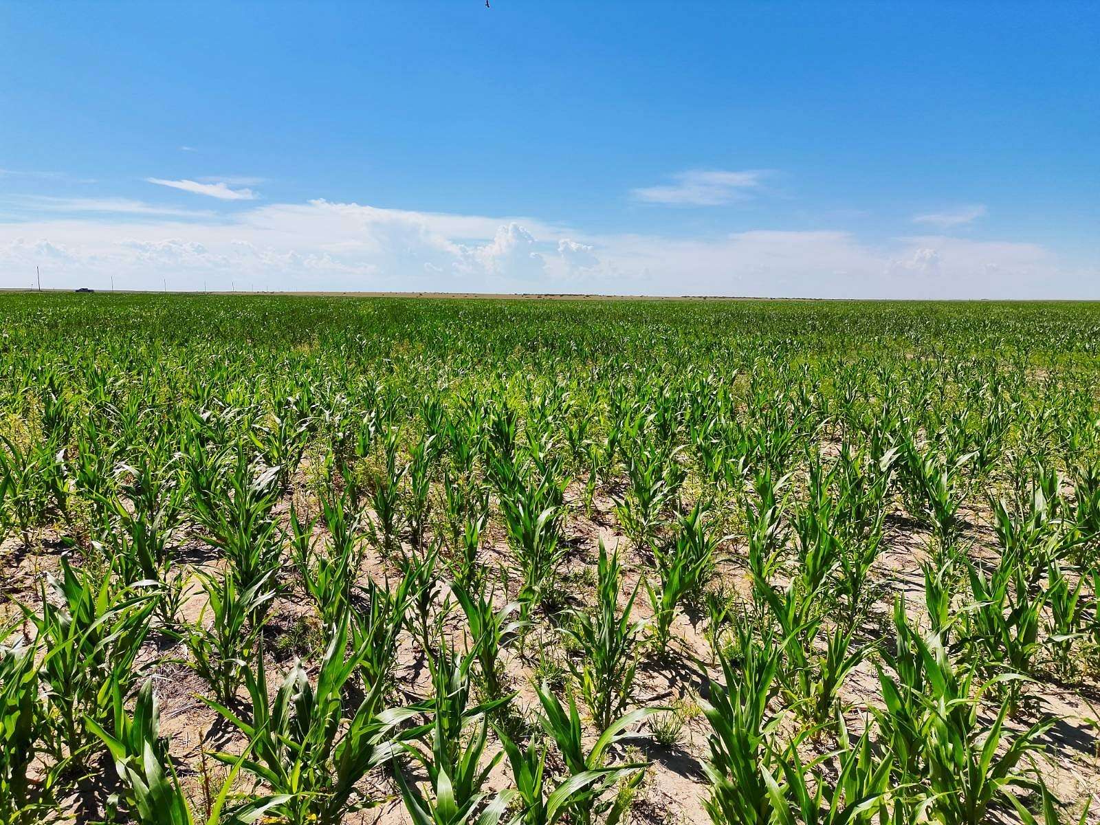 160 Acres of Land for Sale in Walsh, Colorado