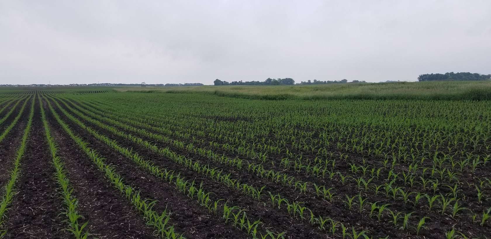 160 Acres of Land for Sale in Westbrook, Minnesota