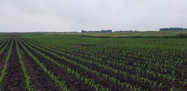 160 Acres of Land for Sale in Westbrook, Minnesota