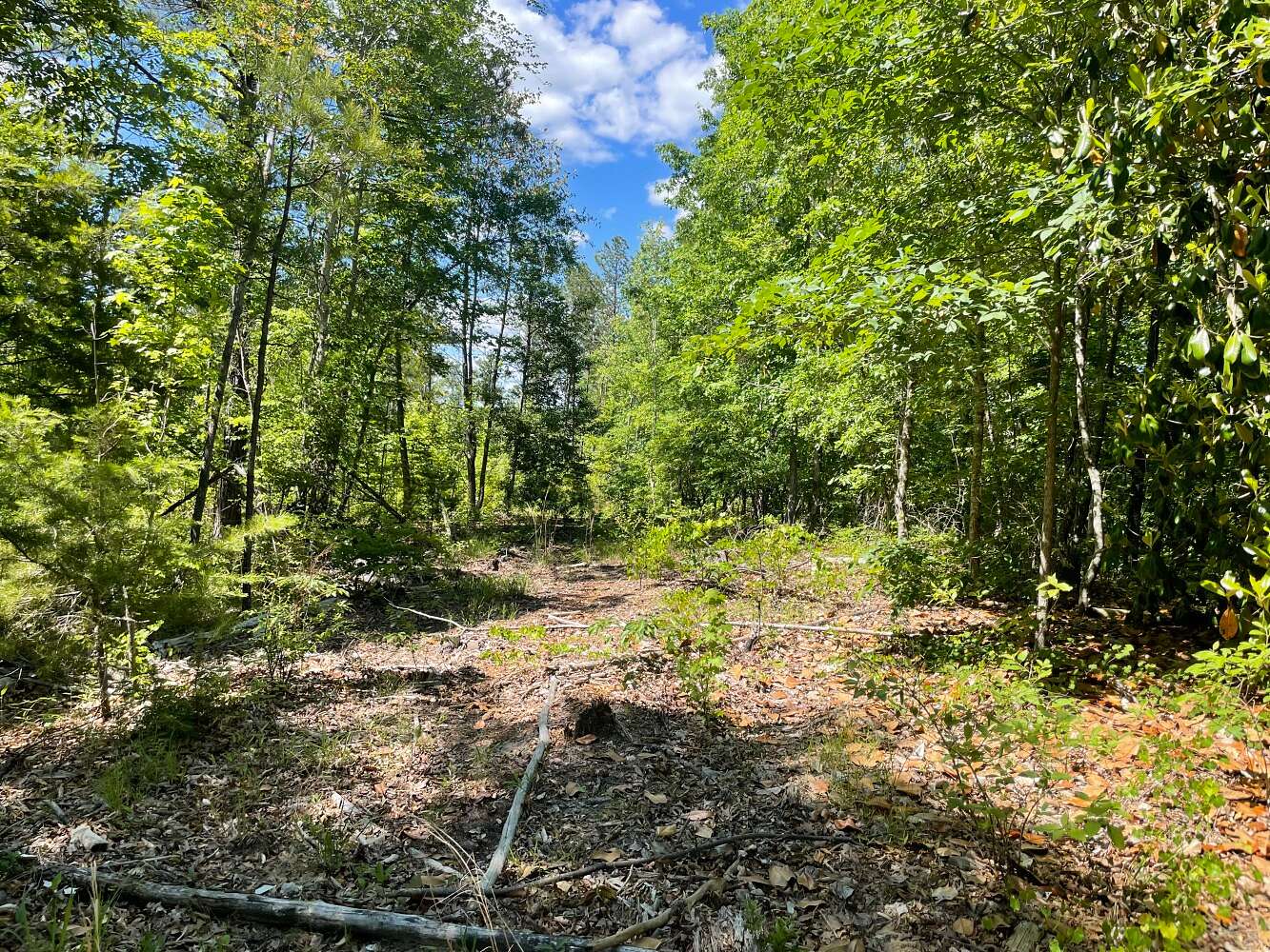 70 Acres of Recreational Land for Sale in Butler, Alabama