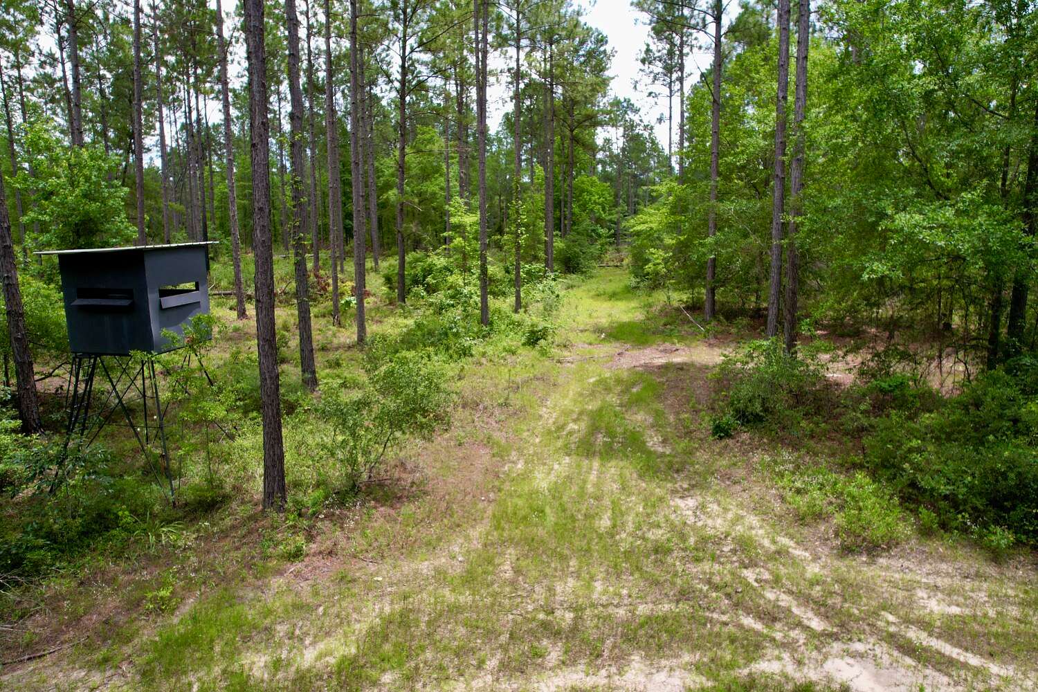 94 Acres of Recreational & Residential Land for Sale in Eastman, Georgia