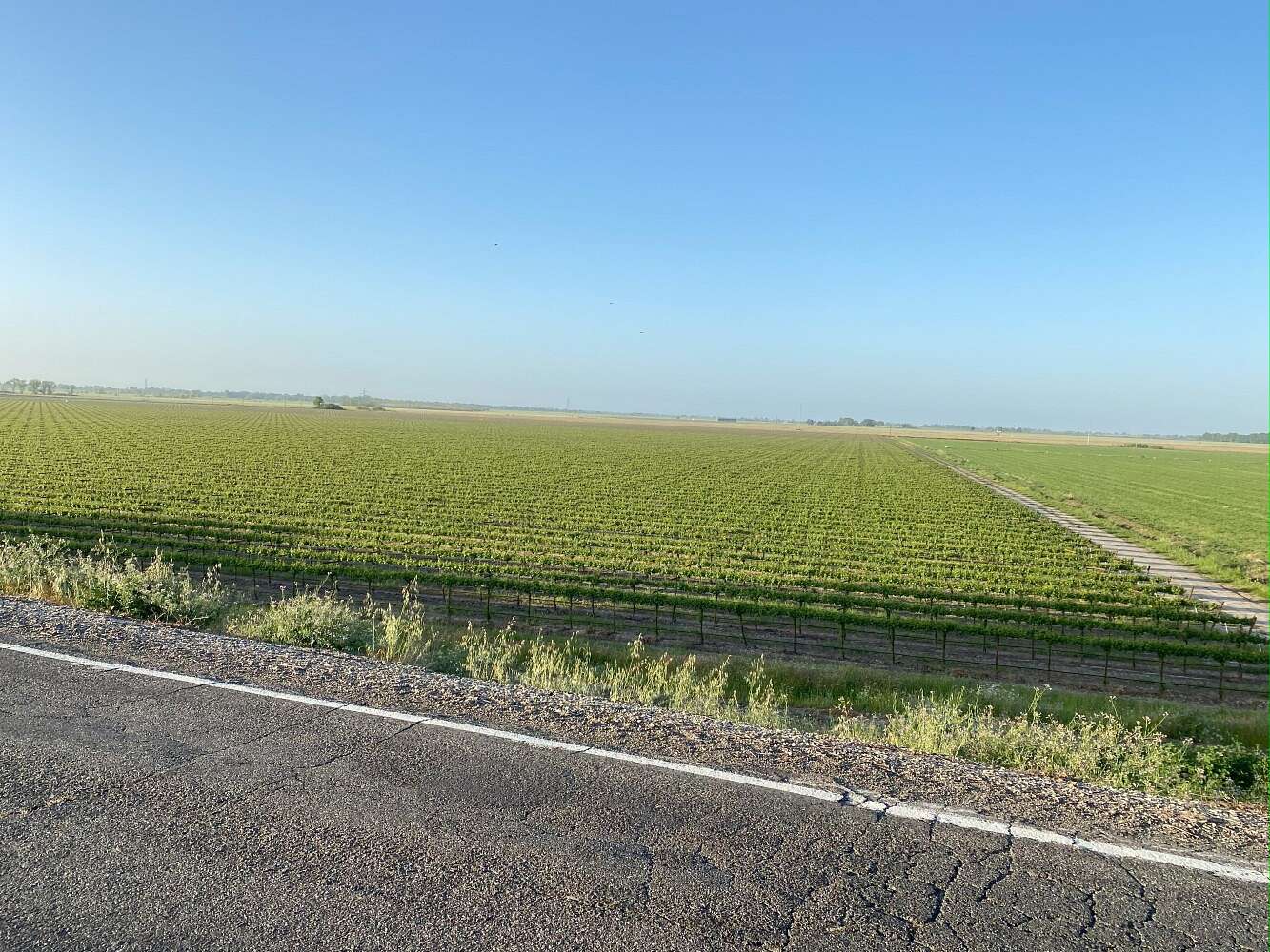 91.1 Acres of Land for Sale in Clarksburg, California
