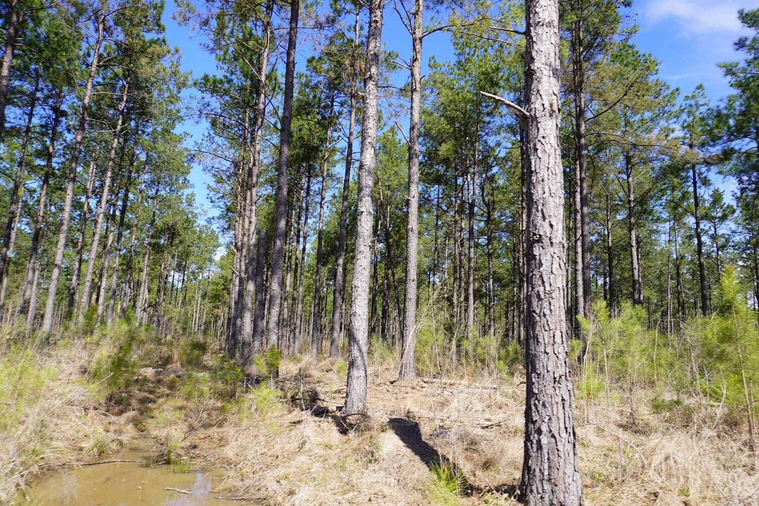 251 Acres of Recreational Land for Sale in Kingsland, Arkansas