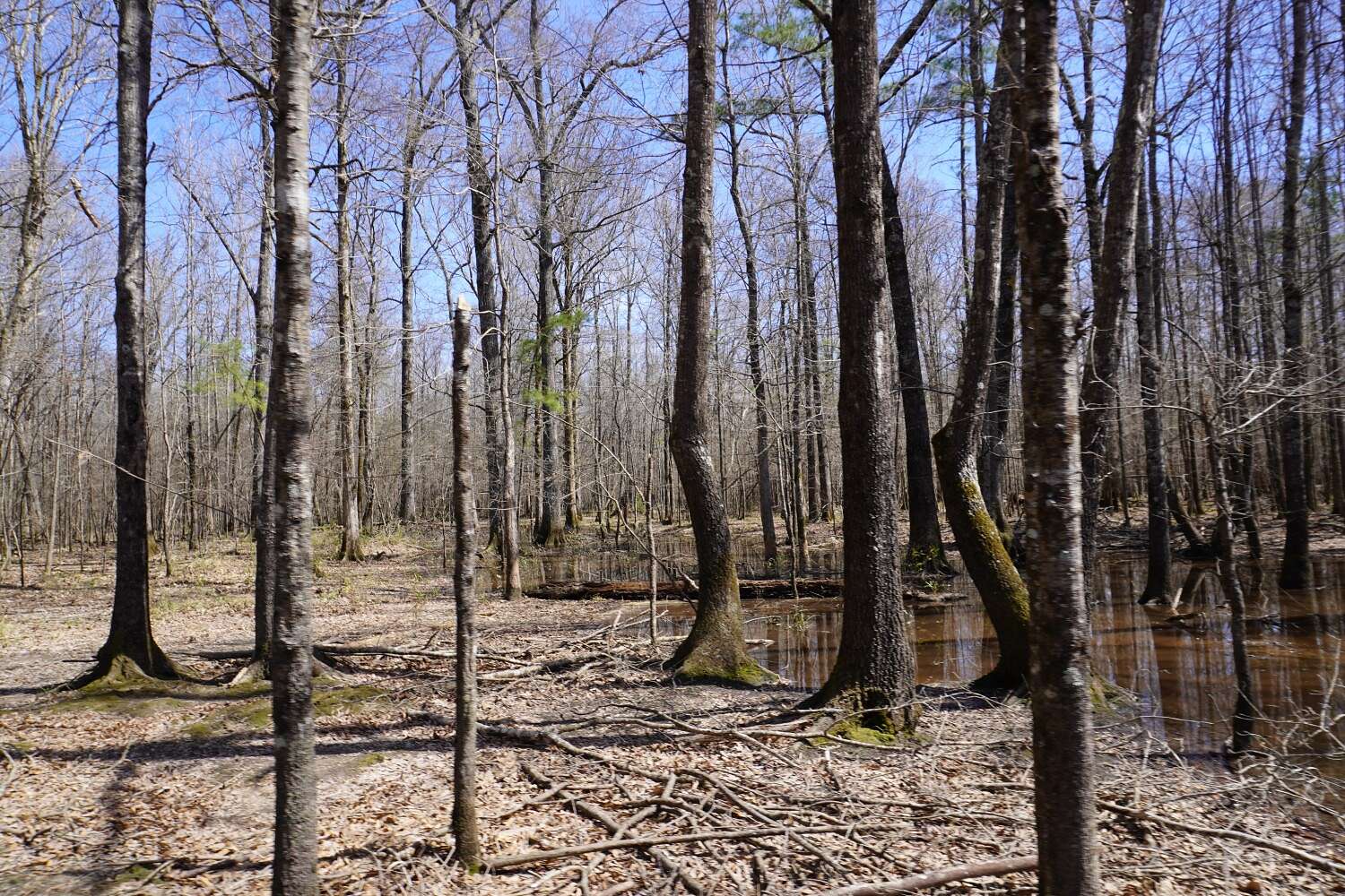 503 Acres of Recreational Land for Sale in Fordyce, Arkansas