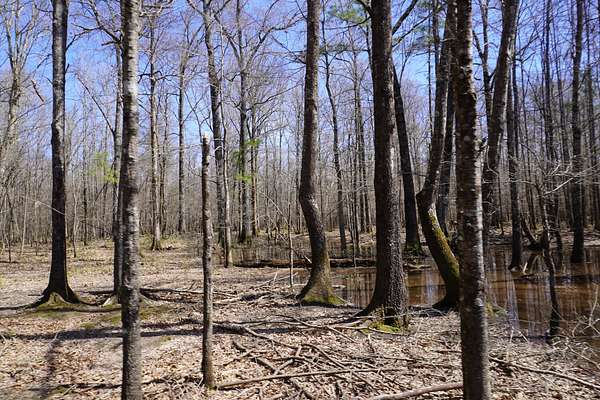 503 Acres of Recreational Land for Sale in Fordyce, Arkansas