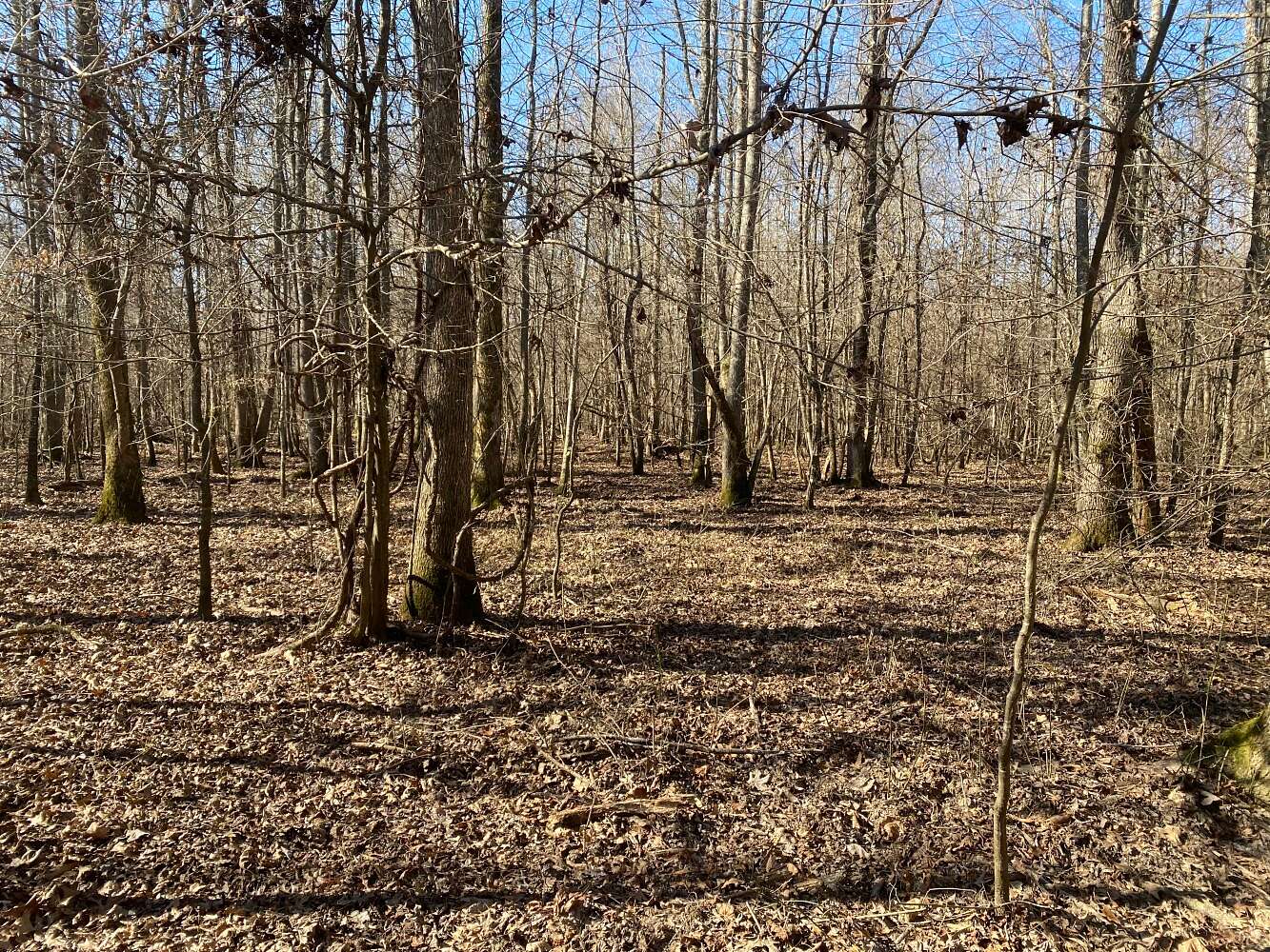422 Acres of Recreational Land for Sale in Fordyce, Arkansas