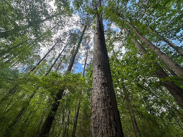 165 Acres of Recreational Land for Sale in Red Bay, Alabama