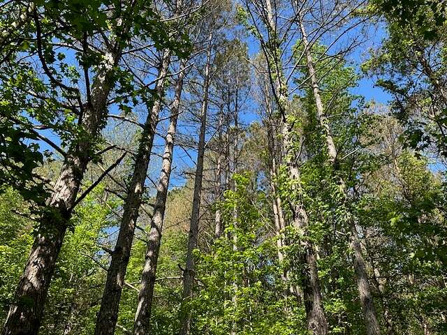 71 Acres of Recreational Land for Sale in Red Bay, Alabama