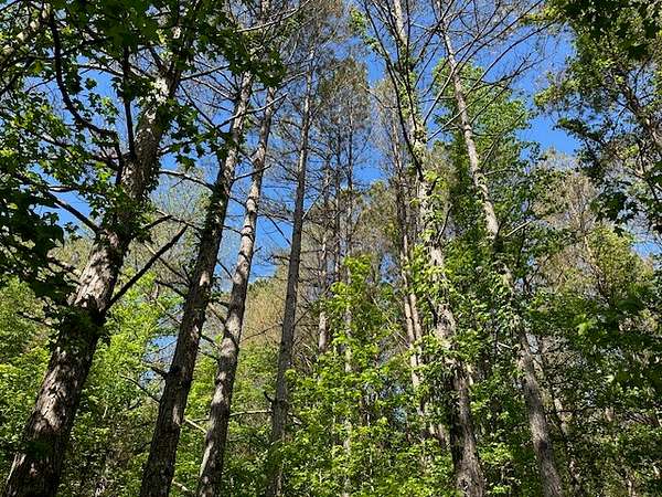 71 Acres of Recreational Land for Sale in Red Bay, Alabama