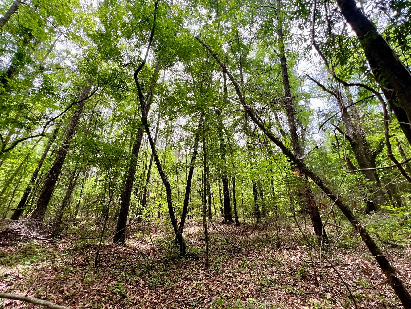 39 Acres of Recreational Land for Sale in Whatley, Alabama