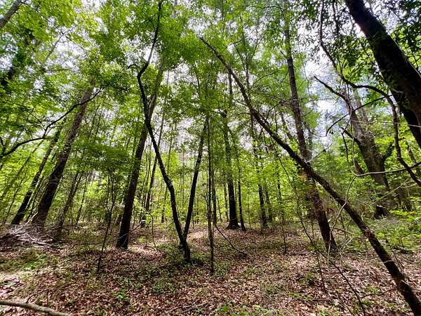 39 Acres of Recreational Land for Sale in Whatley, Alabama