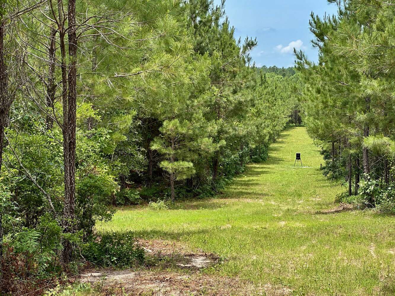 163 Acres of Land for Sale in Eastman, Georgia