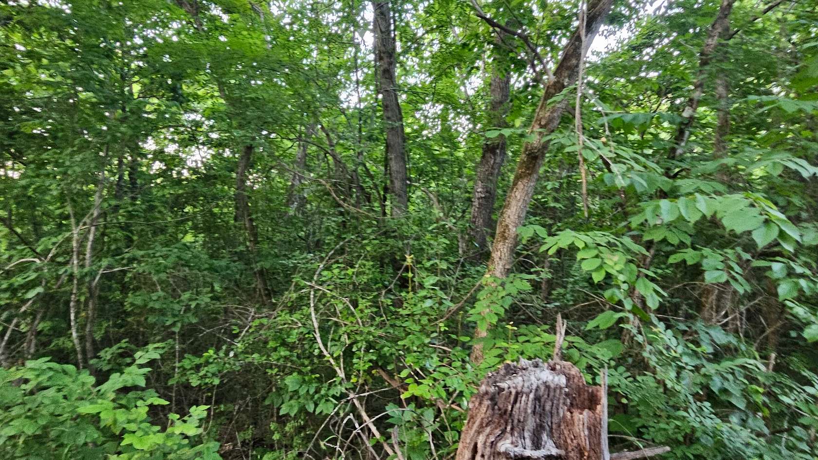 26 Acres of Recreational Land for Sale in St. Joe, Arkansas