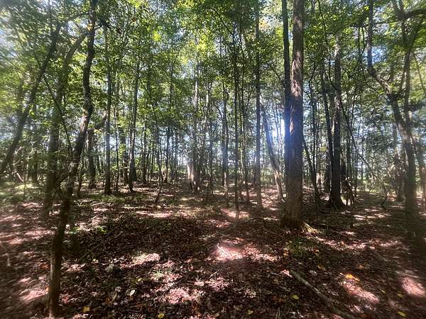 24 Acres of Land for Sale in New Brockton, Alabama
