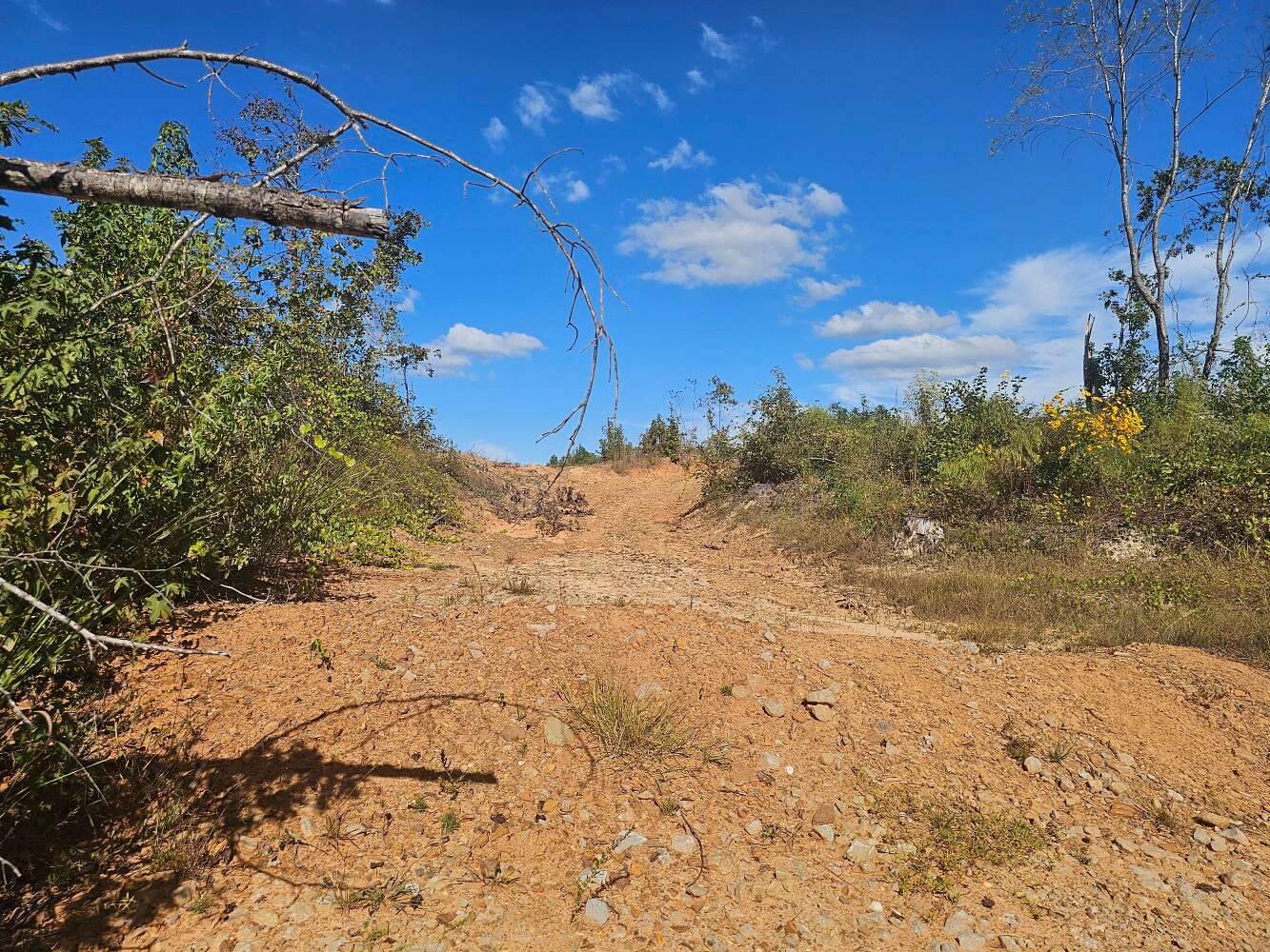 106 Acres of Recreational Land for Sale in Sulligent, Alabama