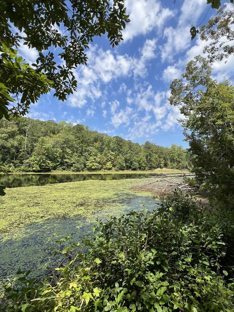 20 Acres of Recreational & Residential Land for Sale in Cottondale, Alabama