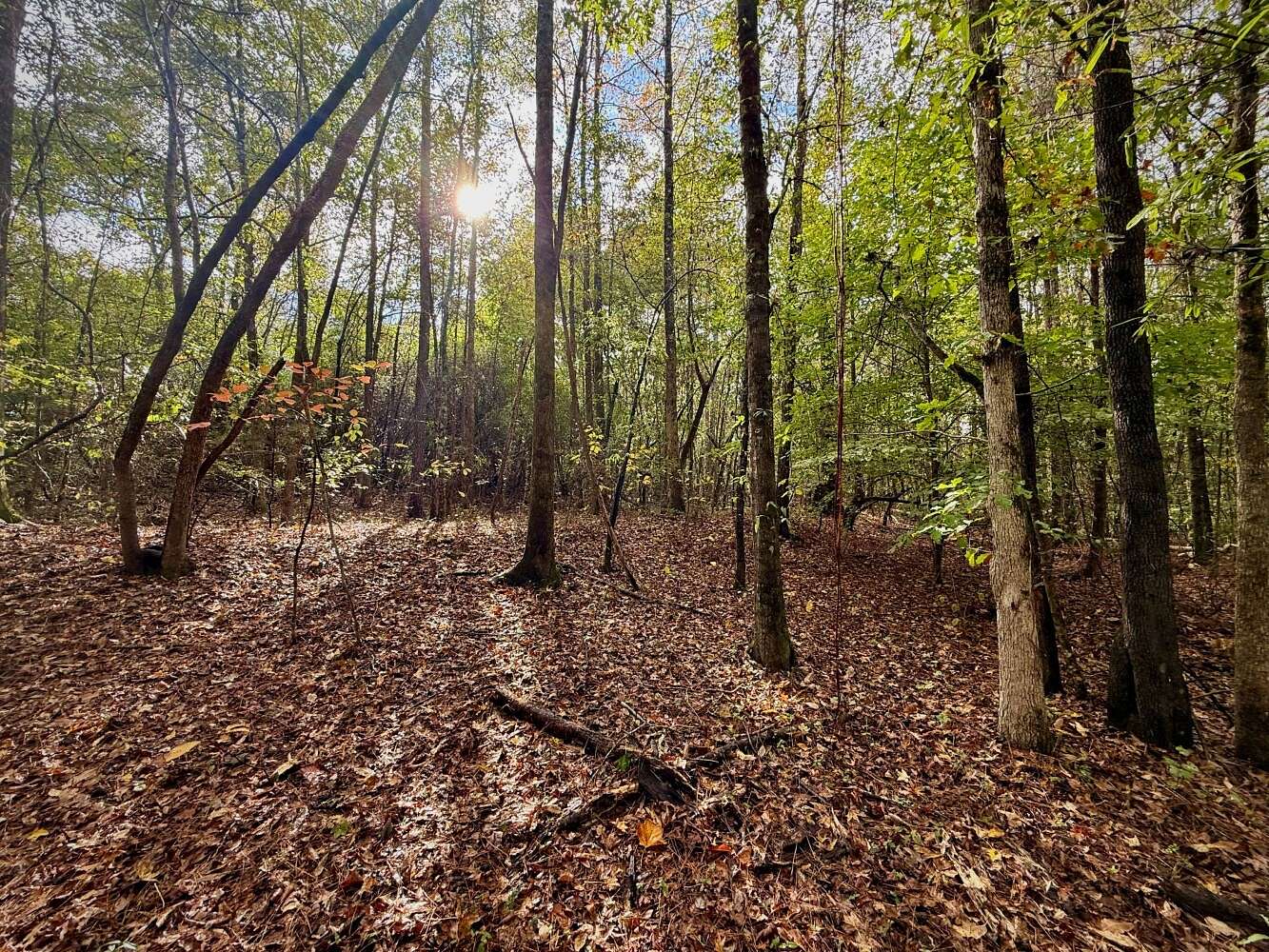 2.7 Acres of Land for Sale in Sipsey, Alabama