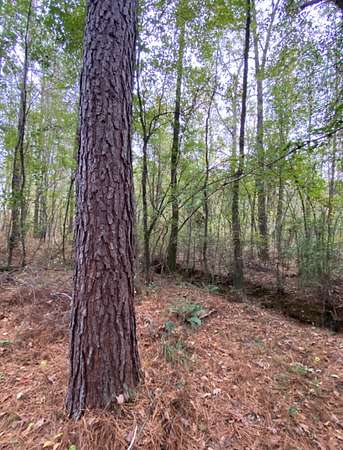 65 Acres of Recreational & Residential Land for Sale in Chelsea, Alabama