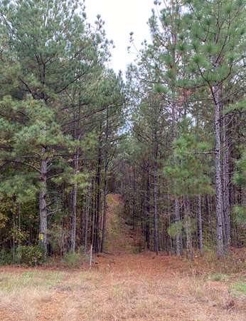 21.3 Acres of Land for Sale in Chelsea, Alabama