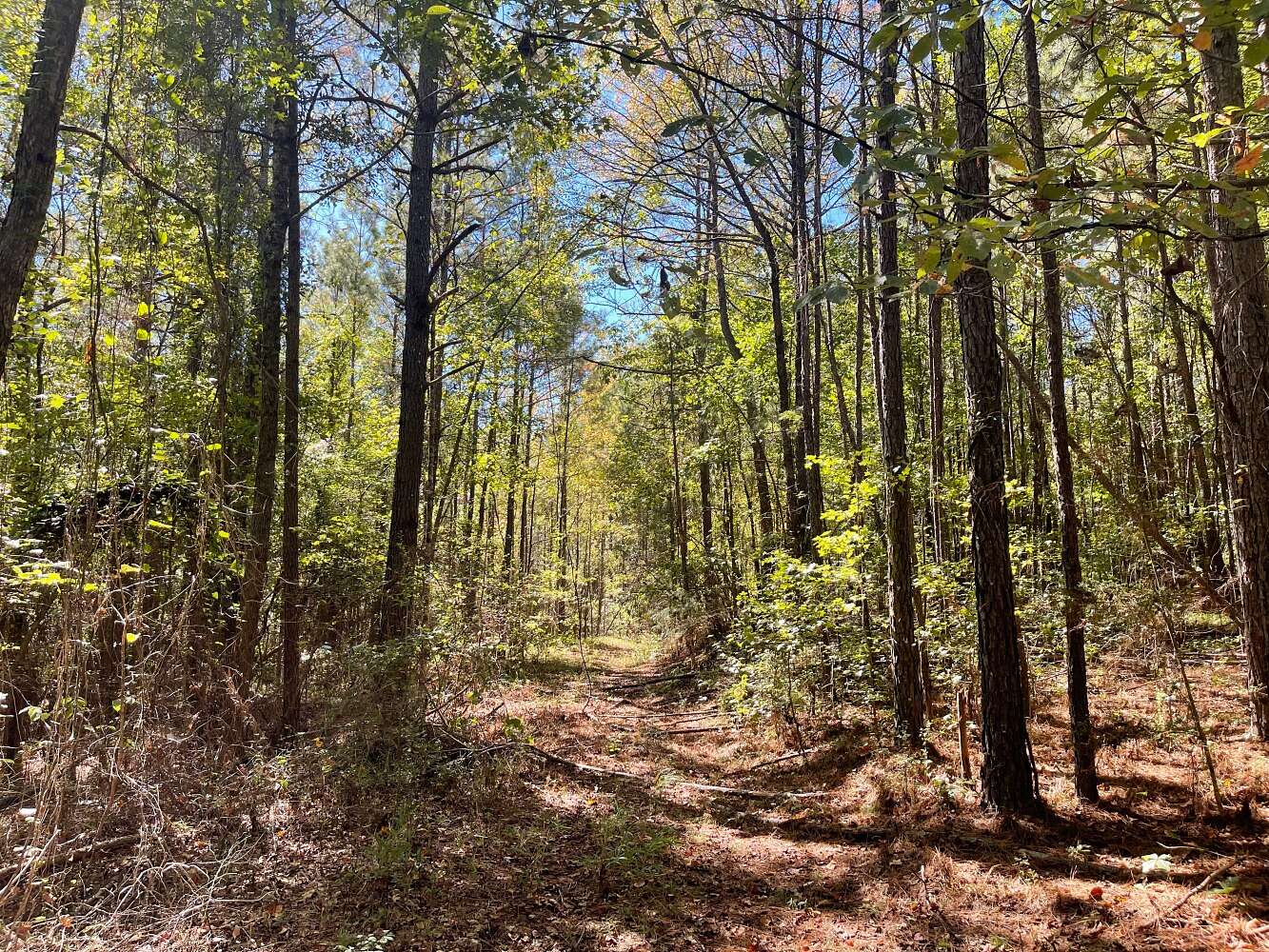43 Acres of Recreational Land for Sale in Fayette, Alabama