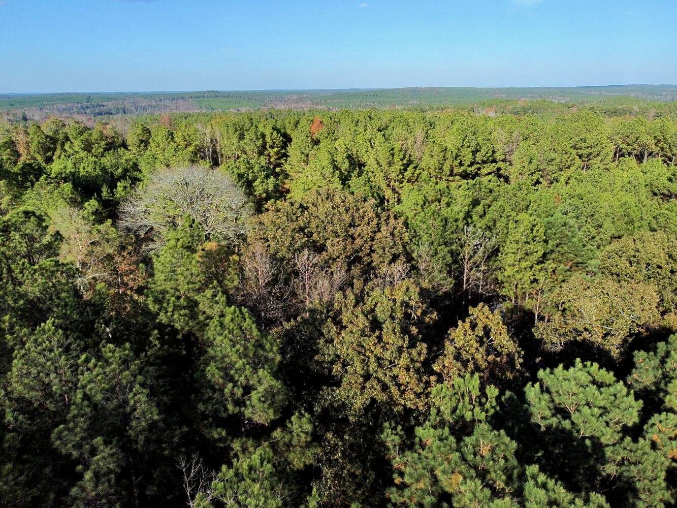 31 Acres of Recreational & Residential Land for Sale in Greensboro, Alabama