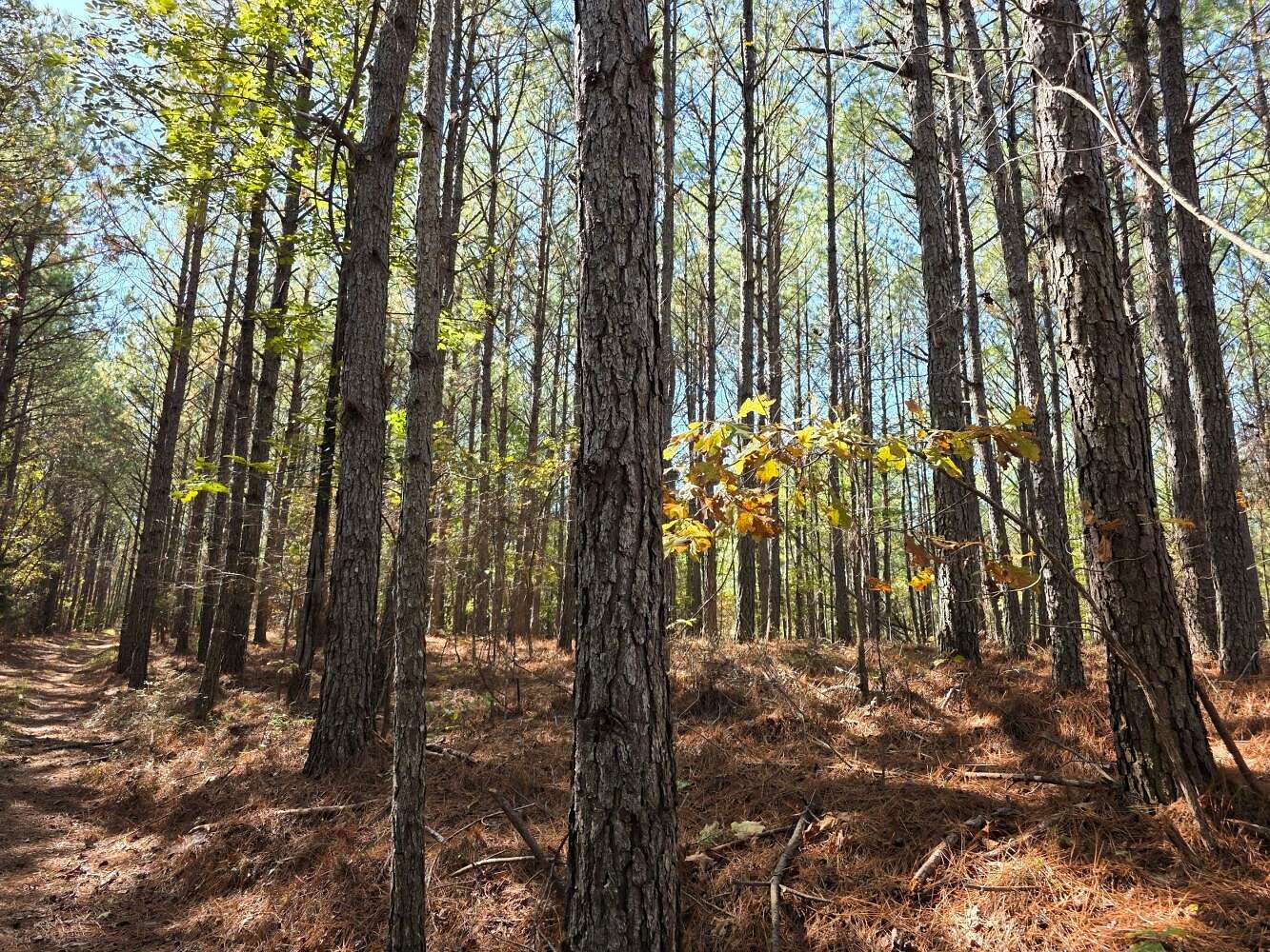 70 Acres of Recreational Land for Sale in Hamilton, Alabama