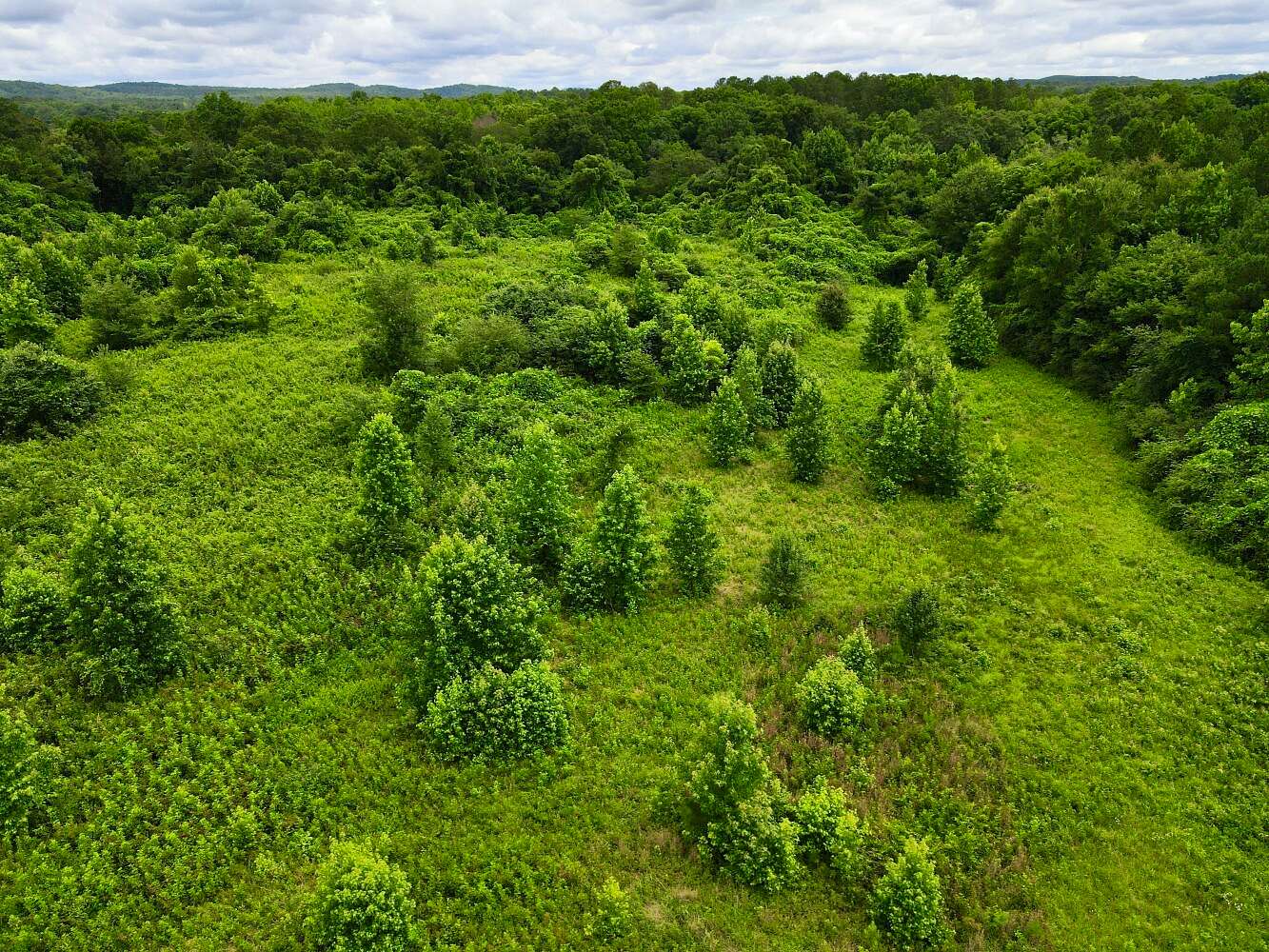 25 Acres of Agricultural Land for Sale in Vincent, Alabama